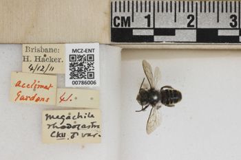 Media type: image;   Entomology 786006 Aspect: Labels